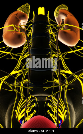 Nerve supply of the urinary system Stock Photo