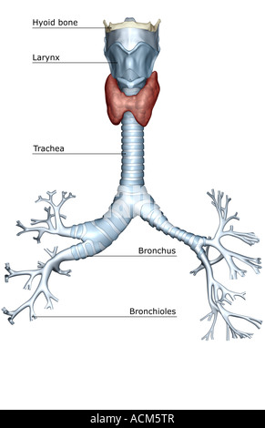 The larynx trachea and bronchial tree Stock Photo