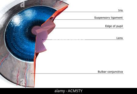 Sectional anatomy of the eye Stock Photo