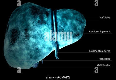 The liver Stock Photo