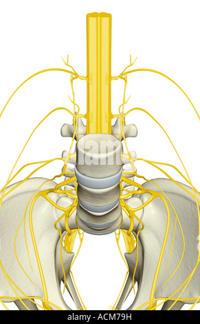 Nerve supply of the pelvis Stock Photo: 13186532 - Alamy