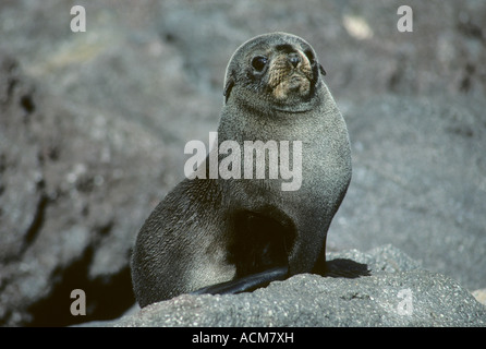Guadalupe Fur Seal (Arctocephalus townsendi) Mexico, Guadalupe Island, Portrait of a young seal on rocky shore  ENDANGERED Stock Photo