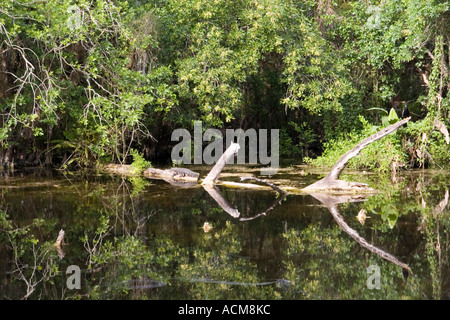 alligator in swamp setting florida Stock Photo