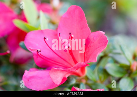 Azalea Stock Photo