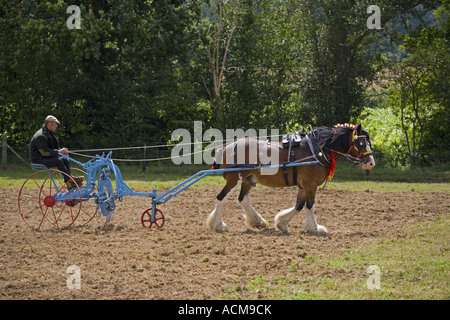 Shire Horse harrowing field Norfolk Stock Photo