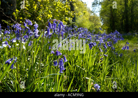 Bluebells in Foxley Wood Norfolk UK Stock Photo