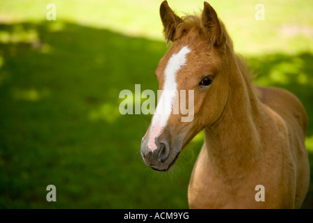 Portrait of brown New Forest pony foal Stock Photo