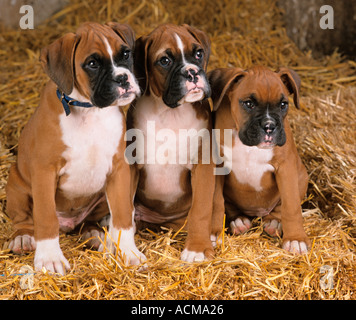 Boxer store puppy barking