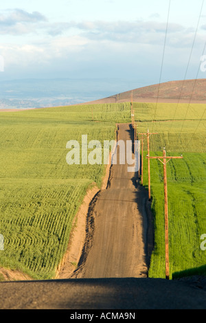 Undulating country road, wheat & barley fields. Stock Photo