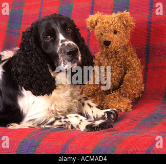 Springer spaniel shop teddy bear