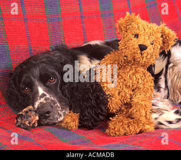 Springer spaniel cheap teddy bear