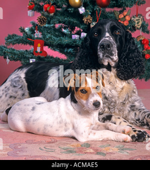 English Springer Spaniel and Jack Russell Terrier Christmas Stock Photo