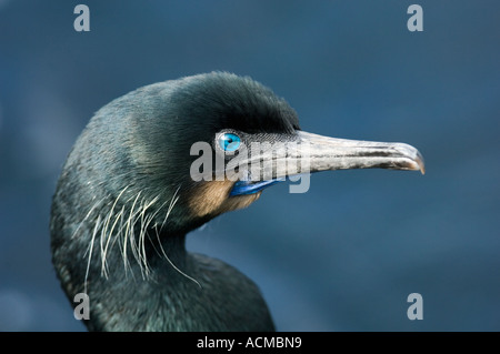 Brandt's Cormorant (Phalacrocorax penicillatus) Portrait, Monterey Bay, California, USA Stock Photo