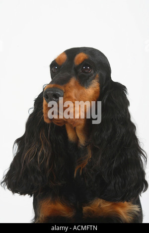 English Cocker Spaniel black and tan Stock Photo