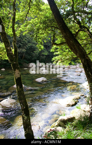 Mossman Gorge tropical rainforest near Port Douglas, Queensland, Australia Stock Photo