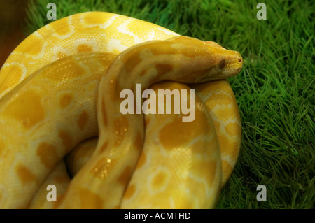 white python Stock Photo