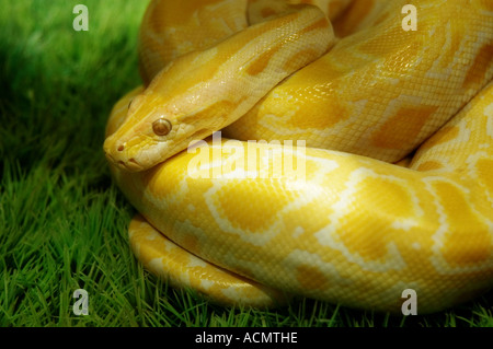 white python Stock Photo