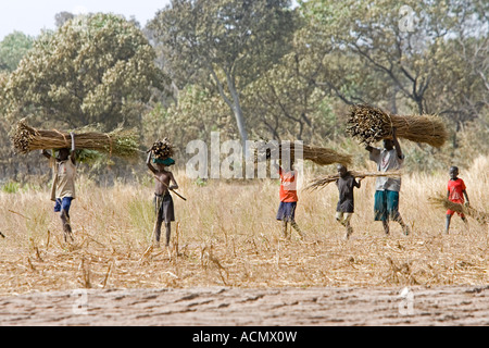 Villagers carry branch bundles on head used for fencing traditional bush compounds near Tendaba Camp The Gambia Stock Photo