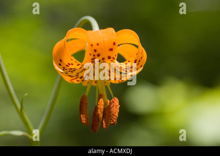 Columbia Lily Lilium columbianum blooming in the Oregon Cascades Stock Photo