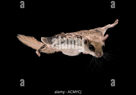 Flying Squirrel (Glaucomys volans) in flight Stock Photo