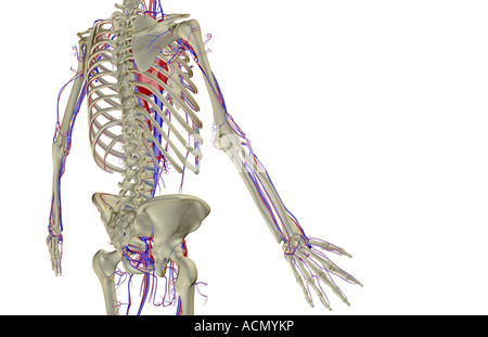 The blood supply of the trunk Stock Photo