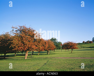 Red Autumn Trees, Primrose hill, Camden, London, England, UK, GB.