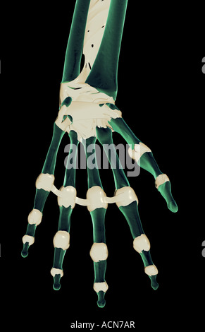 The ligaments of the hand Stock Photo