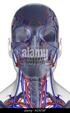 The blood supply of the head neck and face Stock Photo - Alamy