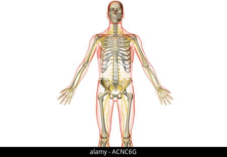 The nerves of the upper body Stock Photo