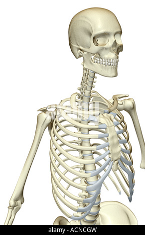 The bones of the upper body Stock Photo