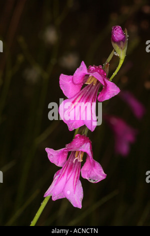 Marsh Gladiolus flowering with dew drops Bavaria Germany Europe Stock Photo