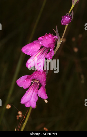 Marsh Gladiolus flowering with dew drops Bavaria Germany Europe Stock Photo