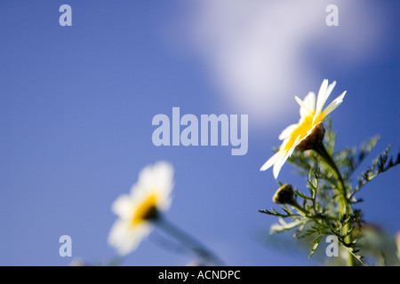 Daisy against a blue sky Stock Photo