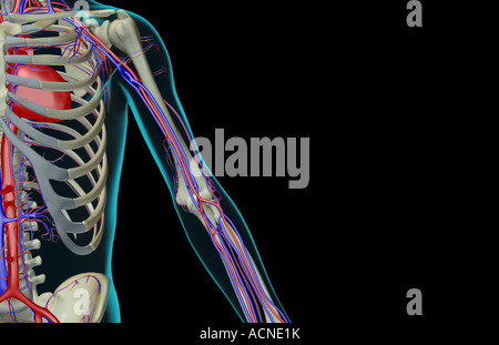 The blood supply of the upper limb Stock Photo