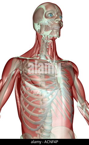 The musculoskeleton of the upper body Stock Photo