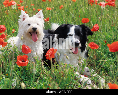 West Highland Terrier Border Collie Dog Norfolk UK Stock Photo