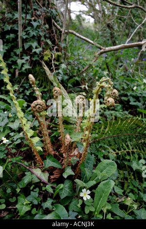 FERN FRONDS OPENING IN SPRING. Stock Photo