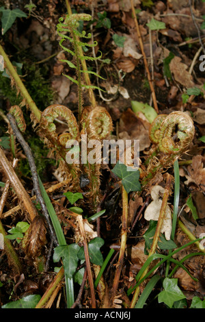 FERN FRONDS OPENING IN SPRING. Stock Photo