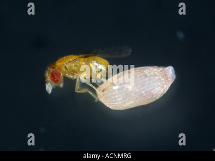 Parasitoid wasp Trichogramma sp with angoumois grain moth egg Stock Photo