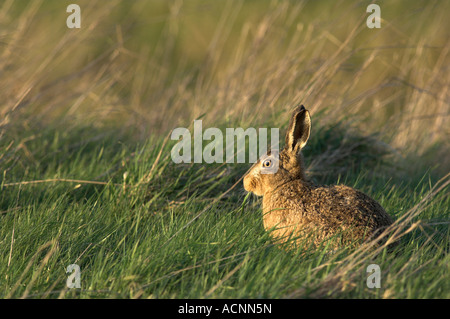 European or brown hare Lepus europaeus adult feeding Kent England Stock Photo