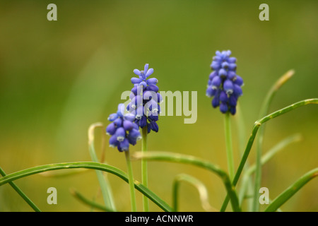 Common grape hyacinth - Muscari botryoides Stock Photo