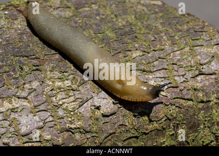 Orange variety of the large black slug Arion ater agg crawling on log breathing hole clearly visible Cotswolds UK Stock Photo