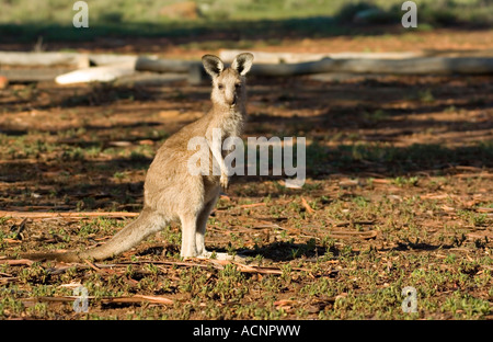 a small eastern gray kangaroo stops and looks at the camera Stock Photo