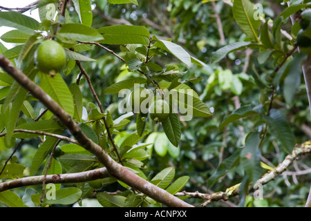 Guavas on the tree. Capira, Panama. Stock Photo