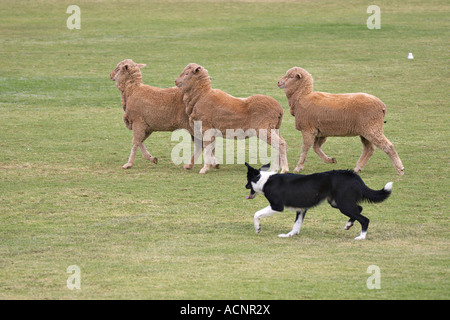 a working sheep dog border collie rounding up sheep at a sheepdog trial Stock Photo