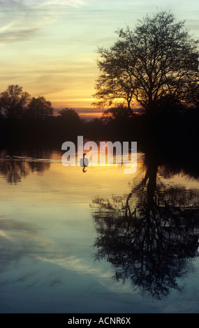 Sunset and Swan  on the River Wey, Surrey, UK Stock Photo