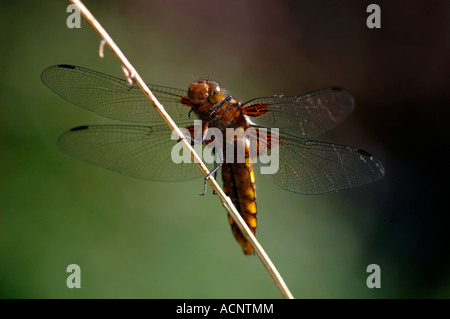 Female Broad-Bodied Chaser Dragonfly(Libellula depressa). Stock Photo