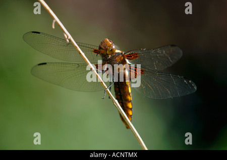 Female Broad-Bodied Chaser Dragonfly(Libellula depressa). Stock Photo