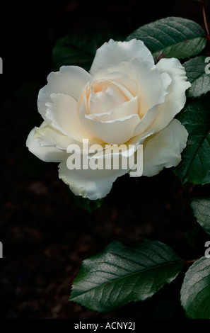 Closeup Of A White Rose Named The Princess Of Wales. Stock Photo