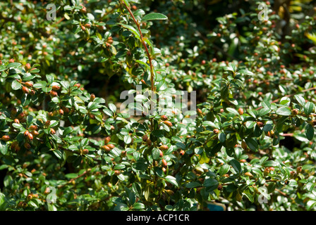Cotoneaster coral beauty Stock Photo